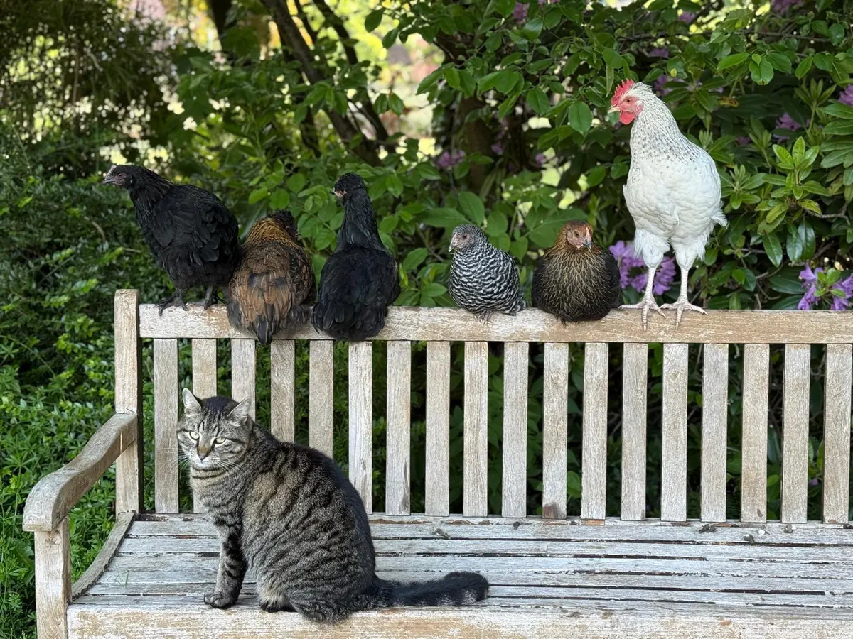 Gartenhühner und eine Katze auf einer Gartenbank