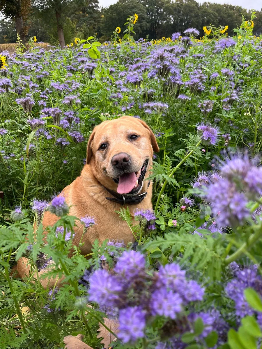 Hund bei einer Hunderunde in einem blühenden Feld rund um Heidenau